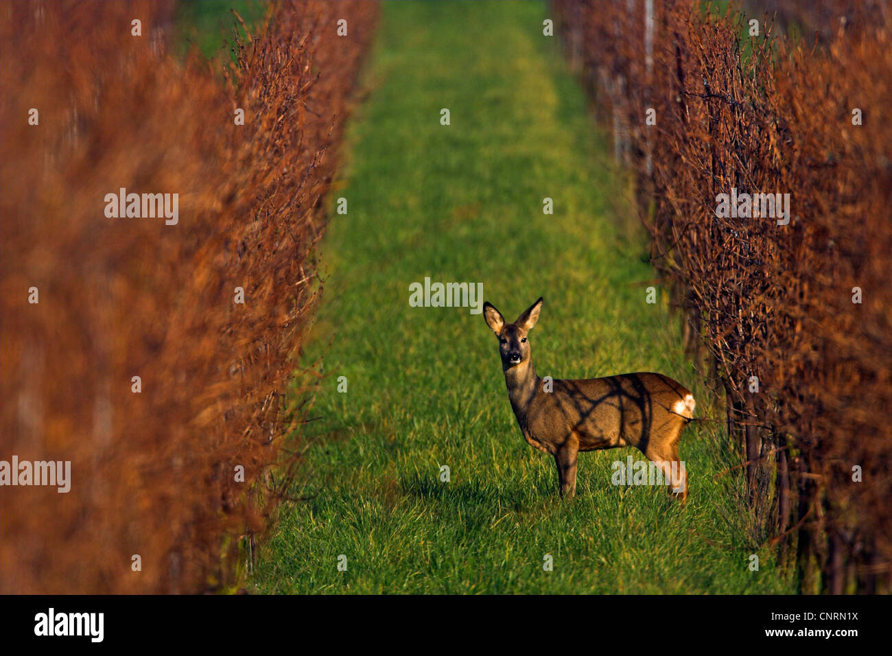 roe deer (Capreolus capreolus), individual in vineyard, Germany, Rhineland-Palatinate Stock Photo