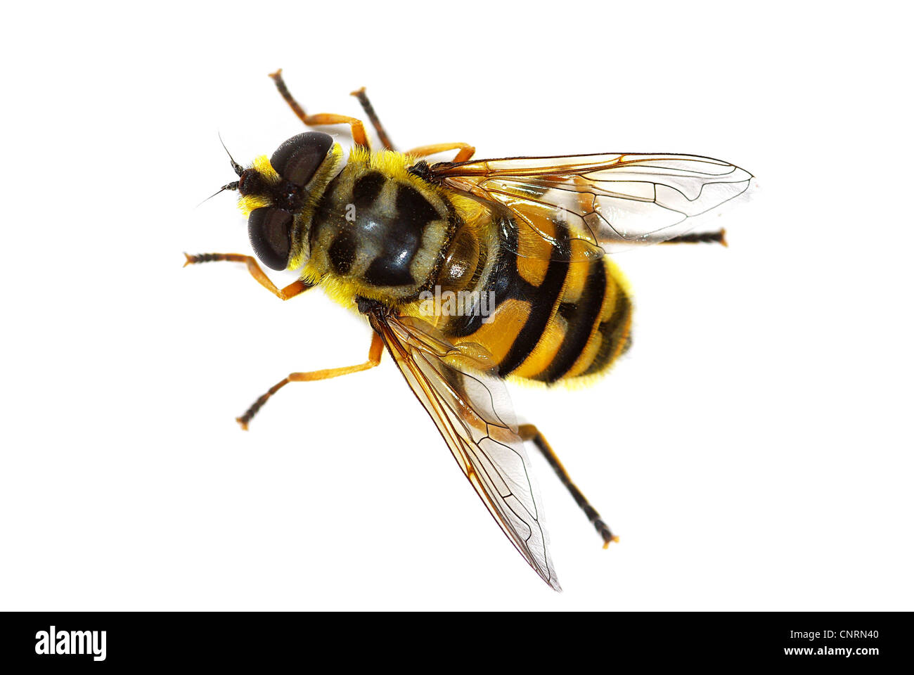hover fly Myathropa florea (Syrphidae), simulating a bee Stock Photo