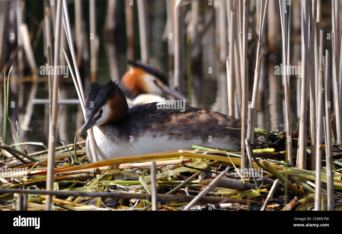 Great Crested Grebe on its nest incubating eggs Stock Photo