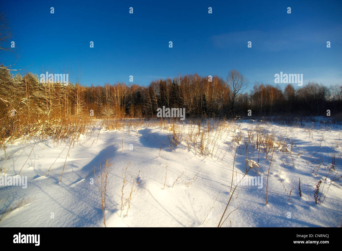 beautiful winter forest Stock Photo - Alamy
