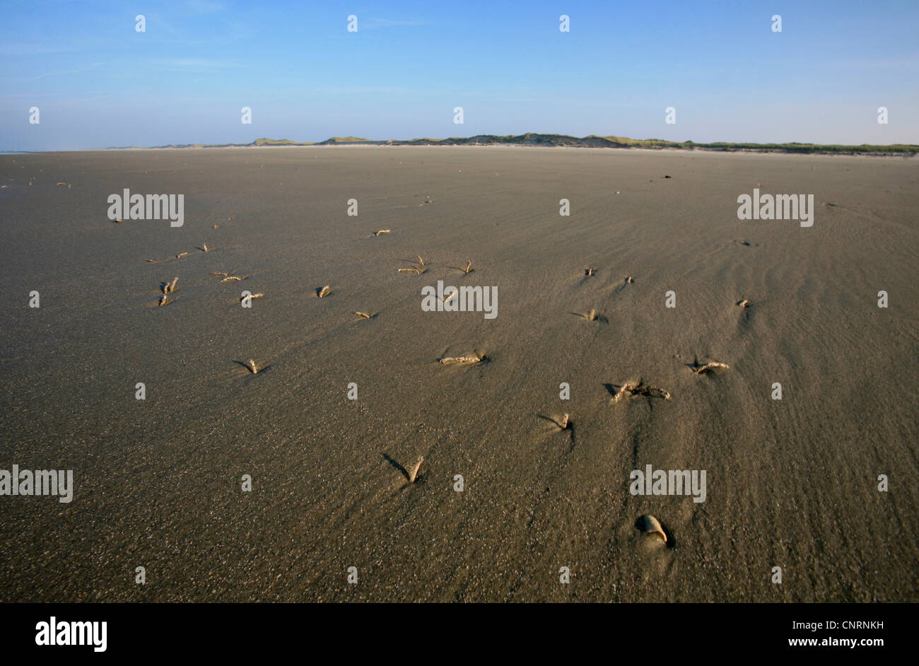 Sand mason ( alveolata), faeces of sand masons at low tide, Germany, Lower Saxony, Juist Stock Photo