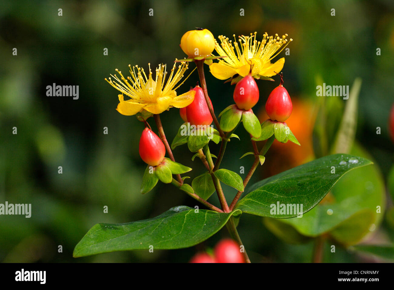Tutsan (Hypericum androsaemum), with flowers and fruits, Germany Stock Photo