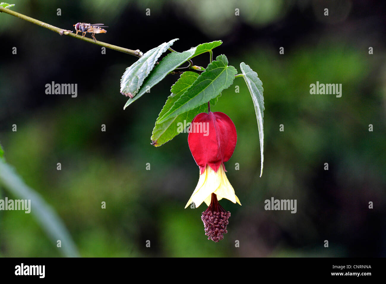 Trailing abutilon (Abutilon megapotamicum 'Variegatum', Abutilon megapotamicum Variegatum), flower Stock Photo