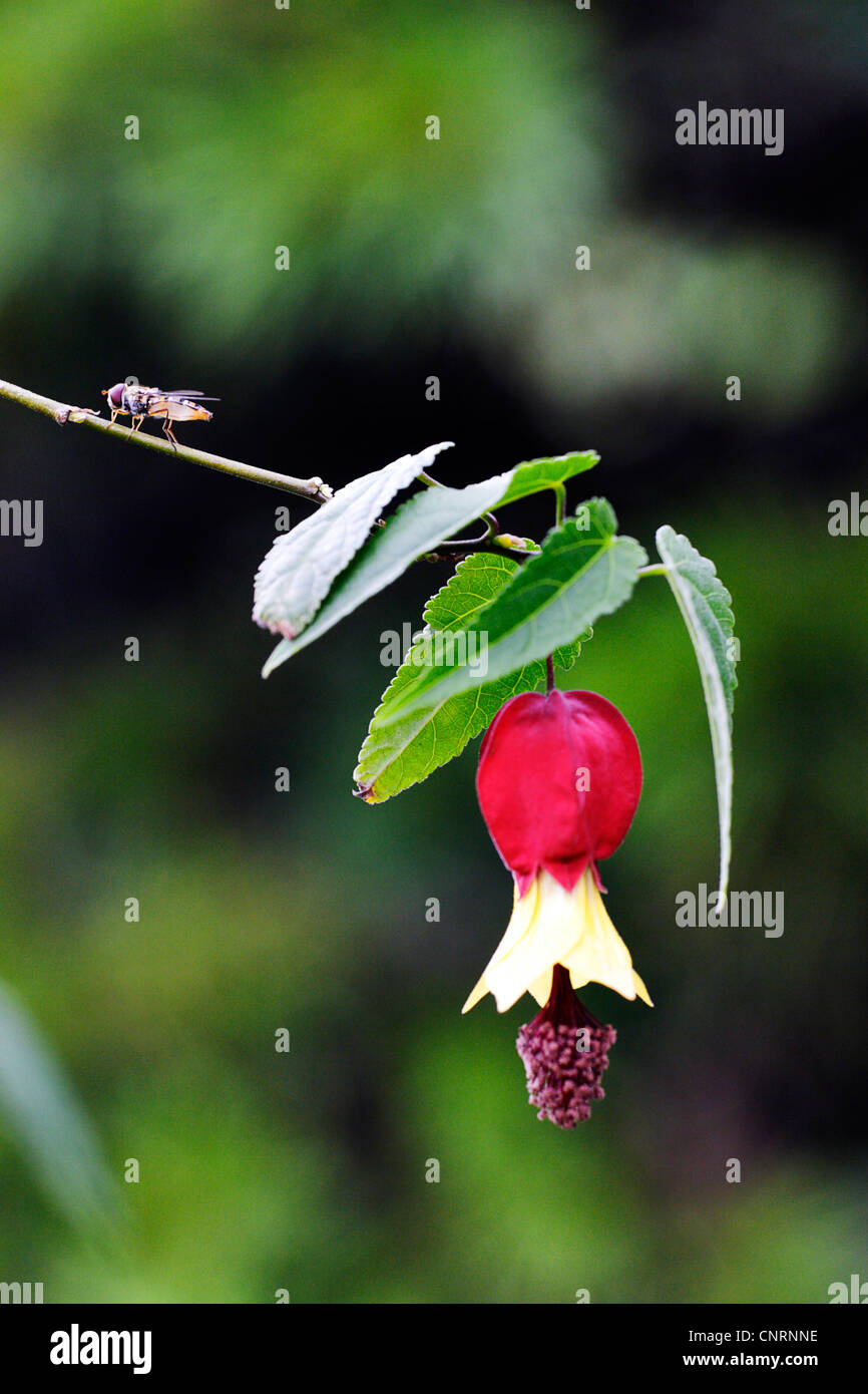 Trailing abutilon (Abutilon megapotamicum 'Variegatum', Abutilon megapotamicum Variegatum), flower Stock Photo