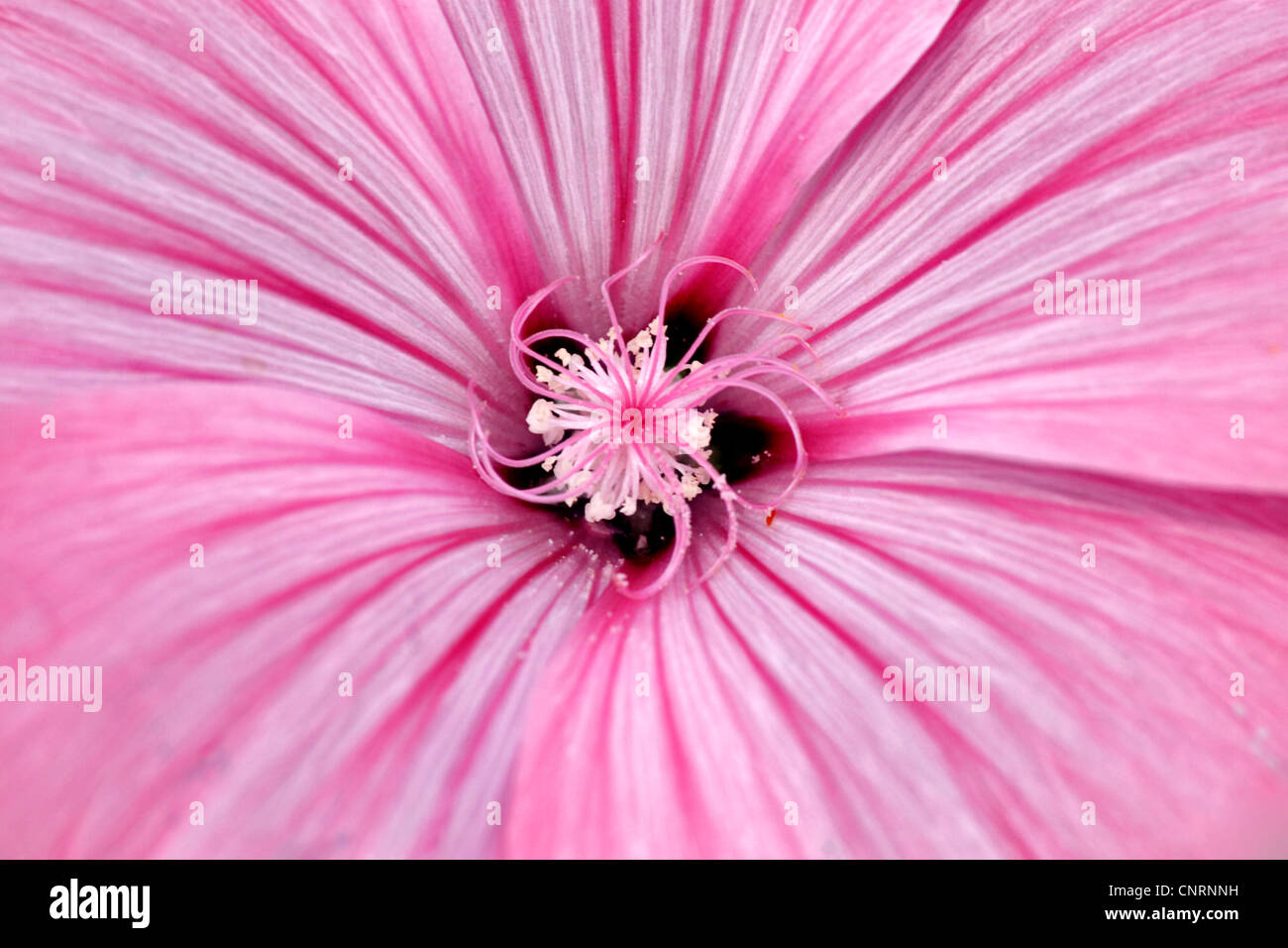 royal mallow (Lavatera trimestris 'Silver Cup', Lavatera trimestris Silver Cup), macro shot a flower Stock Photo