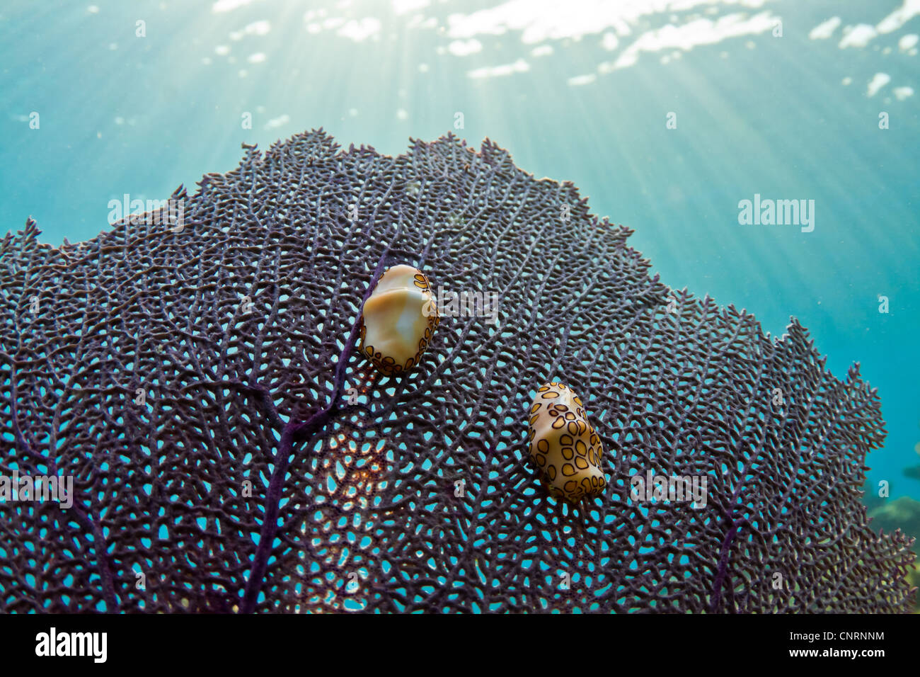 Two colorful little gastropods on a fan coral in the Caribbean. Stock Photo