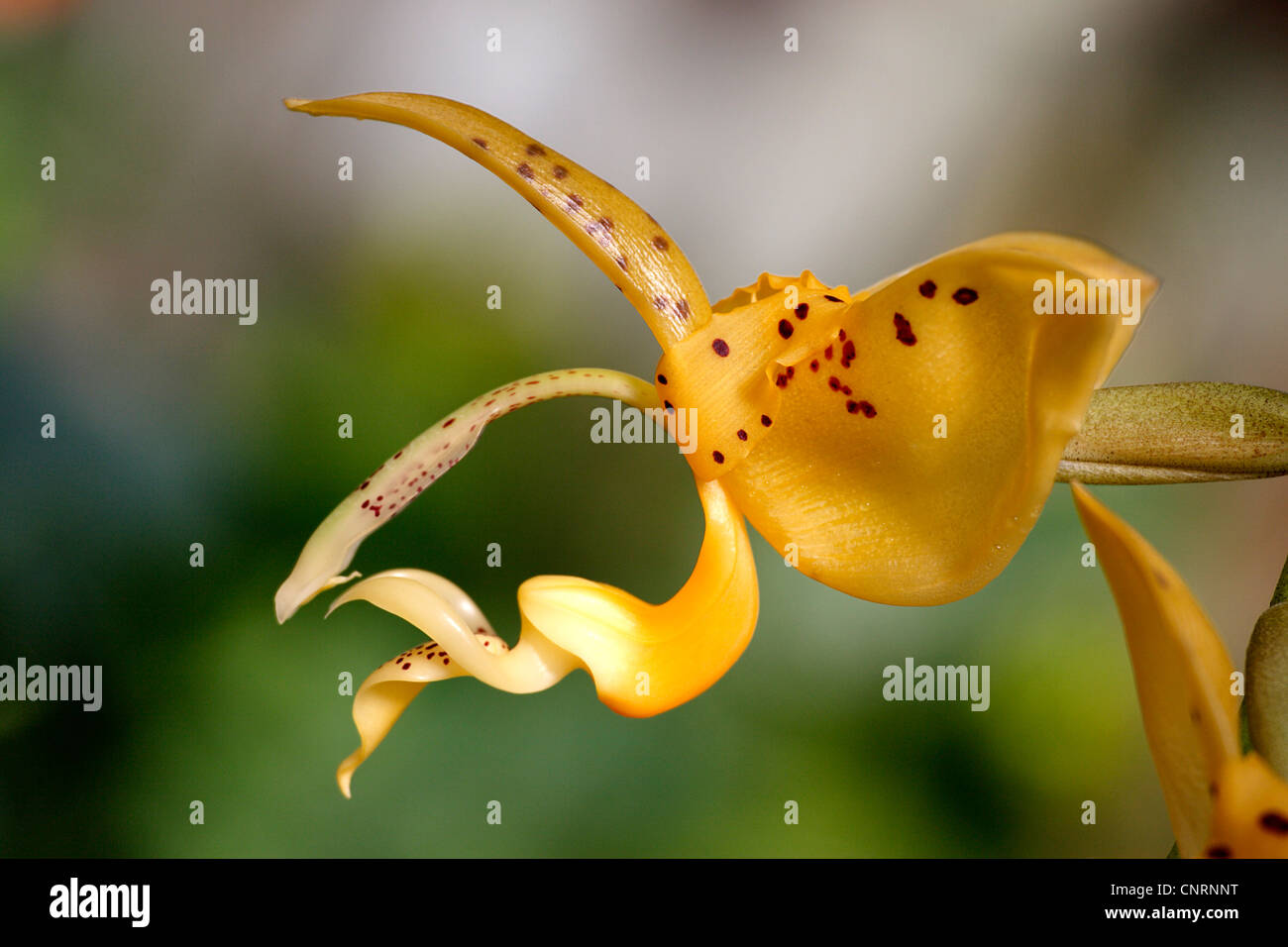 Stanhopea (Stanhopea), flower in lateral view, Germany Stock Photo