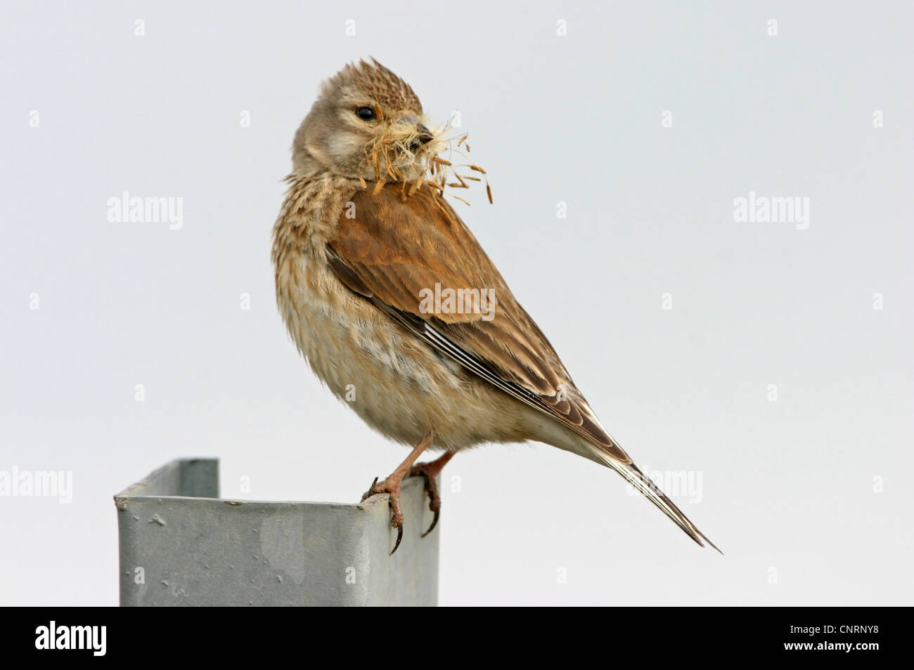 linnet (Carduelis cannabina, Acanthis cannabina), with nesting material in the bill, Germany, Rhineland-Palatinate Stock Photo