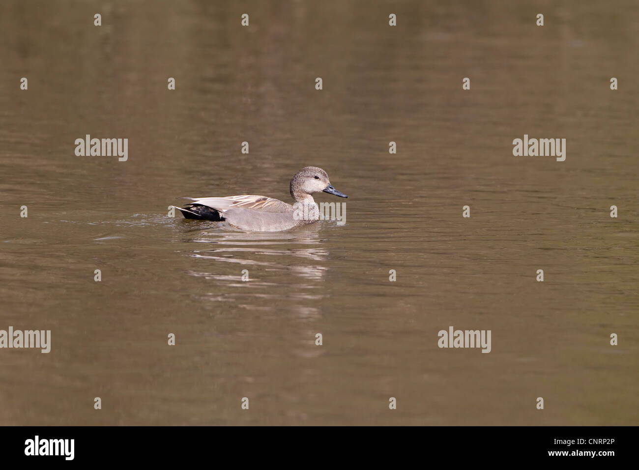 Male Gadwall Anus Strepera alone on a calm lake in Spring Stock Photo
