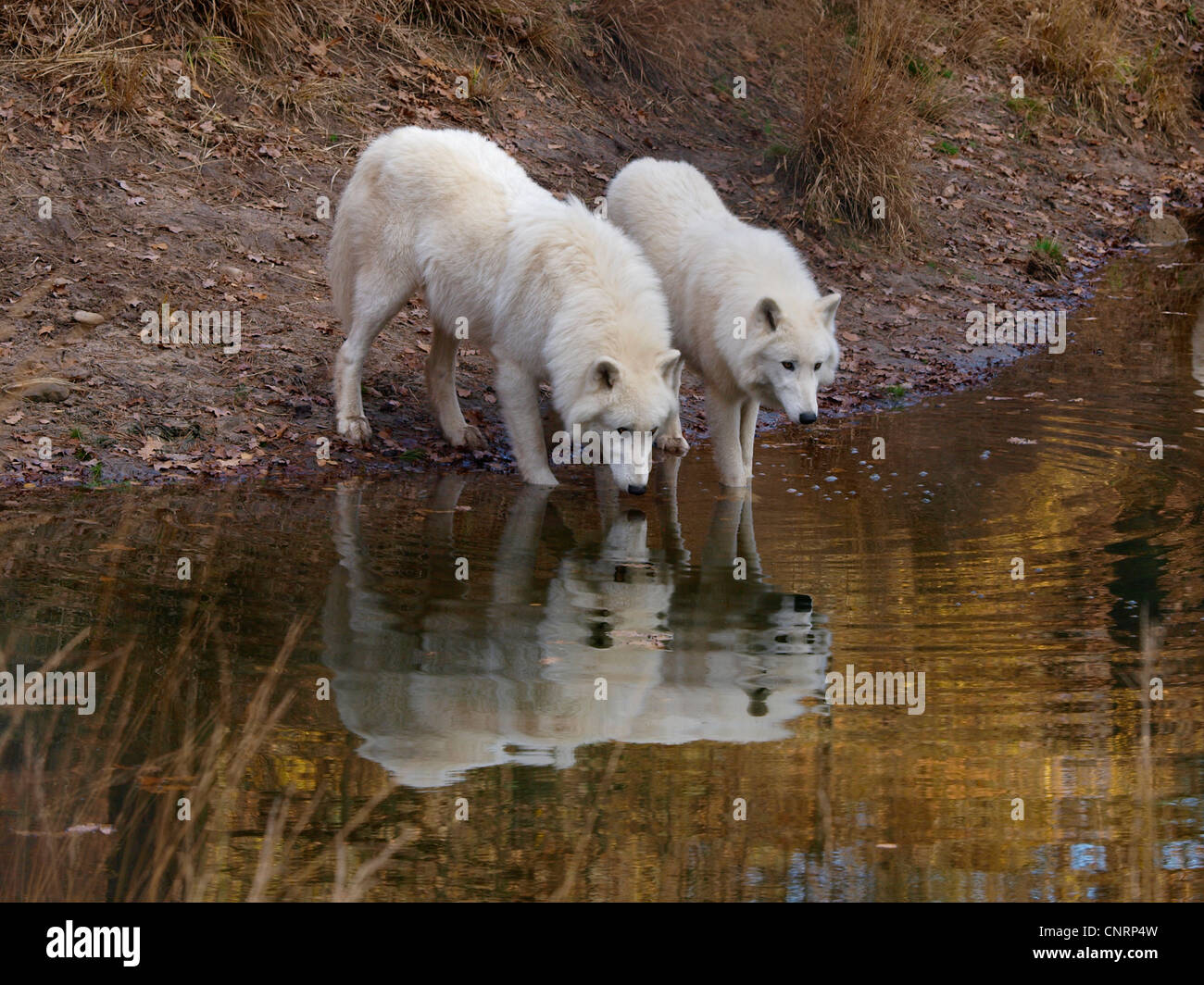 arctic wolf, tundra wolf (Canis lupus albus), two individuals at the ...