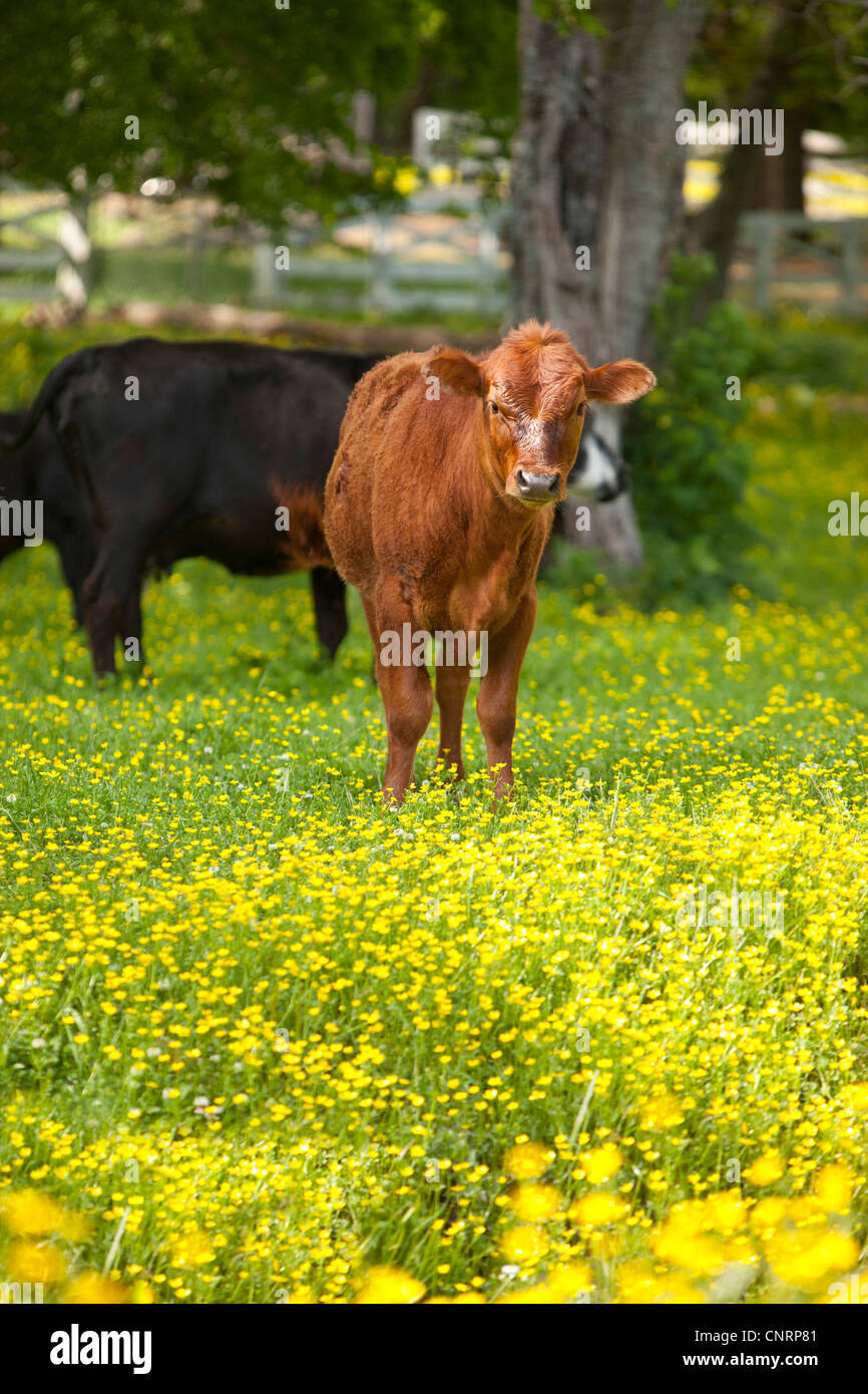 Curious calf in a field of wildflowers near Nashville Tennessee, USA Stock Photo