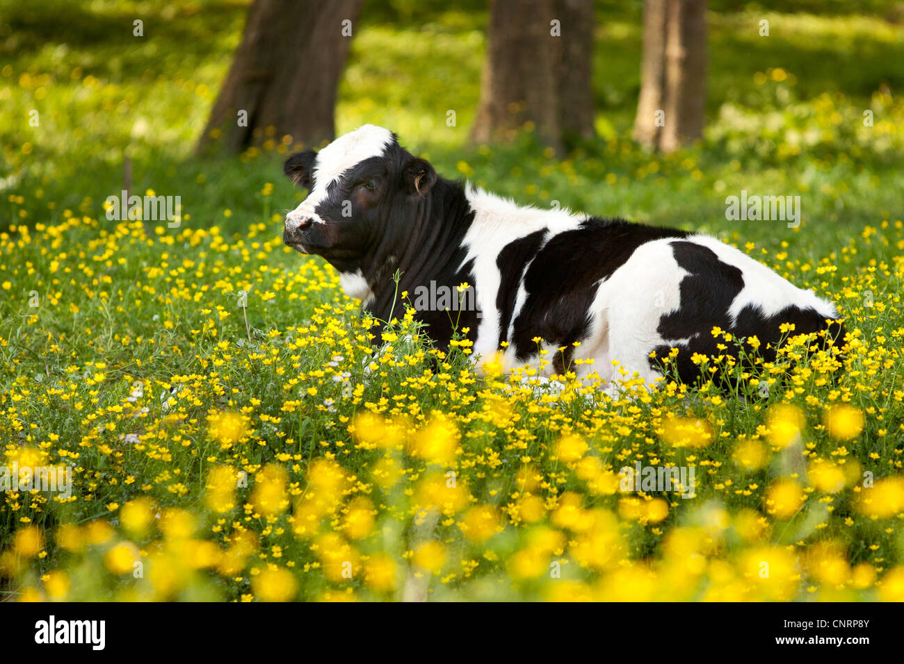 Young cow relaxing in a field of wildflowers near Nashville Tennessee, USA Stock Photo