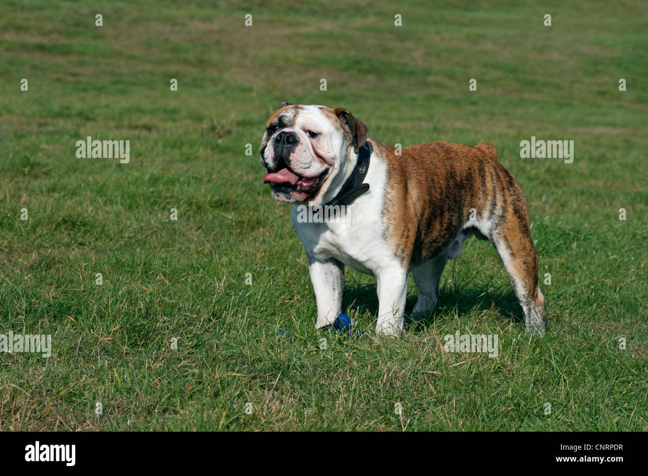 English bulldog (Canis lupus f. familiaris), standing on a meadow Stock Photo