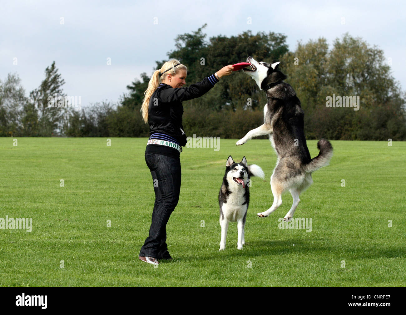 Siberian Husky (Canis lupus f. familiaris), young woman playing frisbee with two Huskies on a meadow Stock Photo