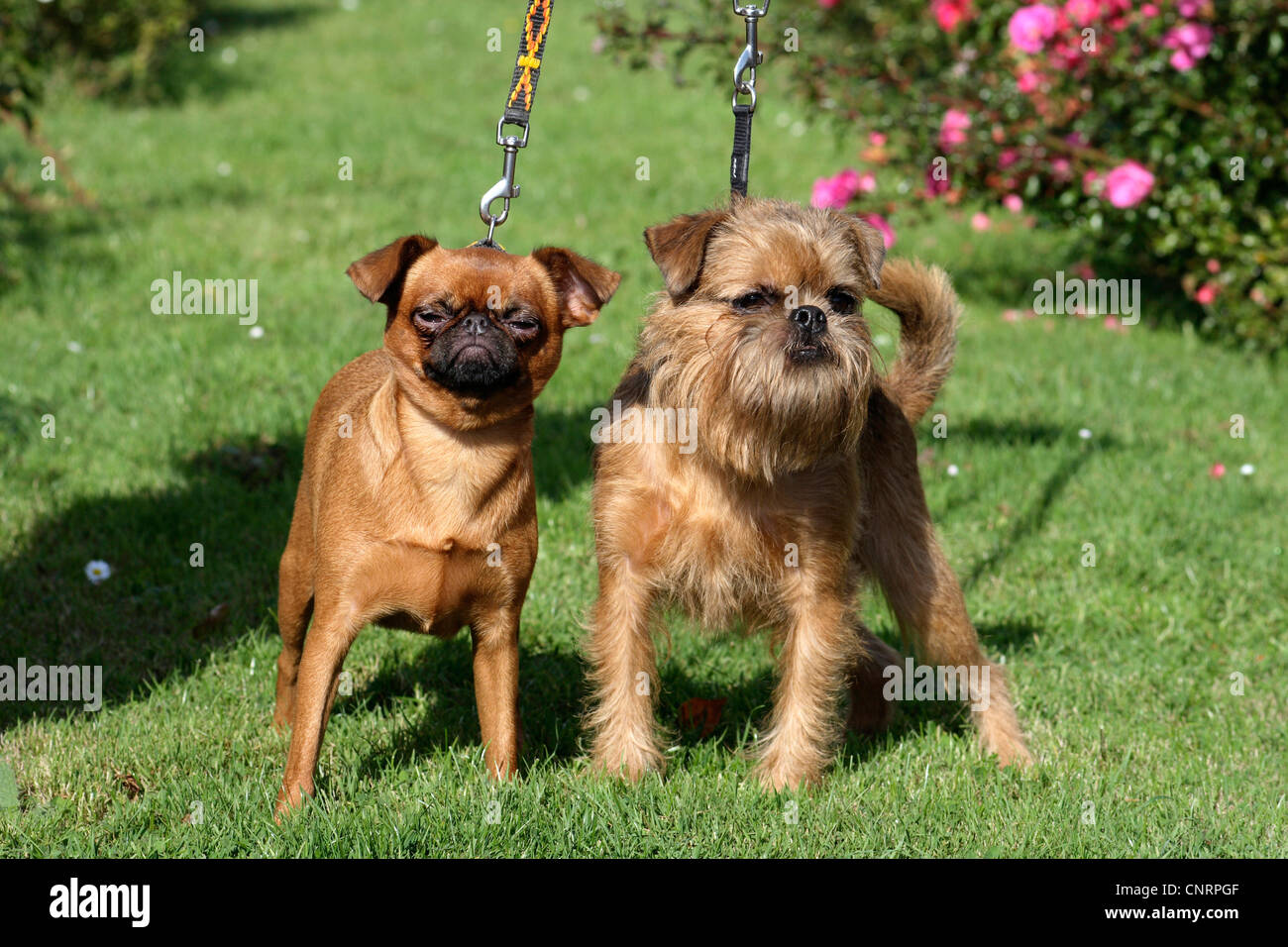 Small Brabant Griffon (Canis lupus f. familiaris), Small Brabant Griffon and Belgian Griffon standing side by side in lawn Stock Photo