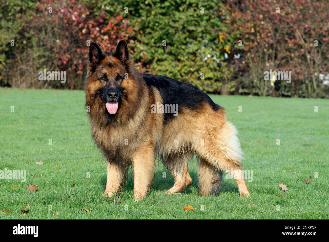 German Shepherd Dog (Canis lupus f. familiaris), Langhaar, male dog Stock Photo