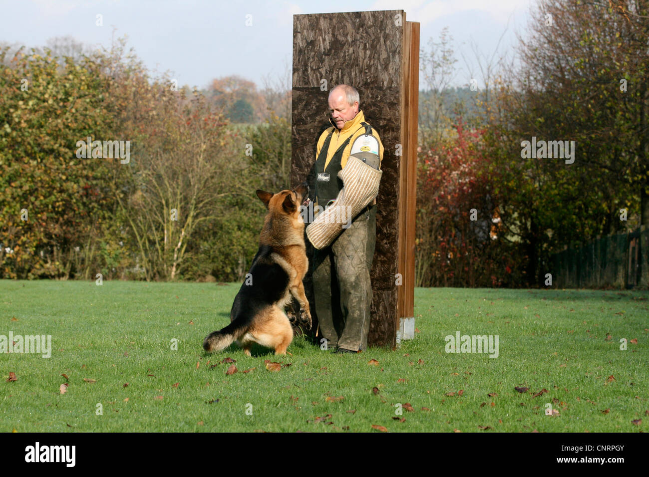 German Shepherd Dog (Canis lupus f. familiaris), facing up to his instructor at the protection dog training Stock Photo