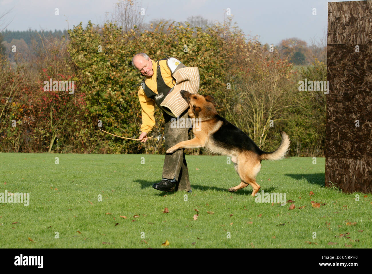 German Shepherd Dog (Canis lupus f. familiaris), biting into the arm of his instructor at the protection dog training Stock Photo