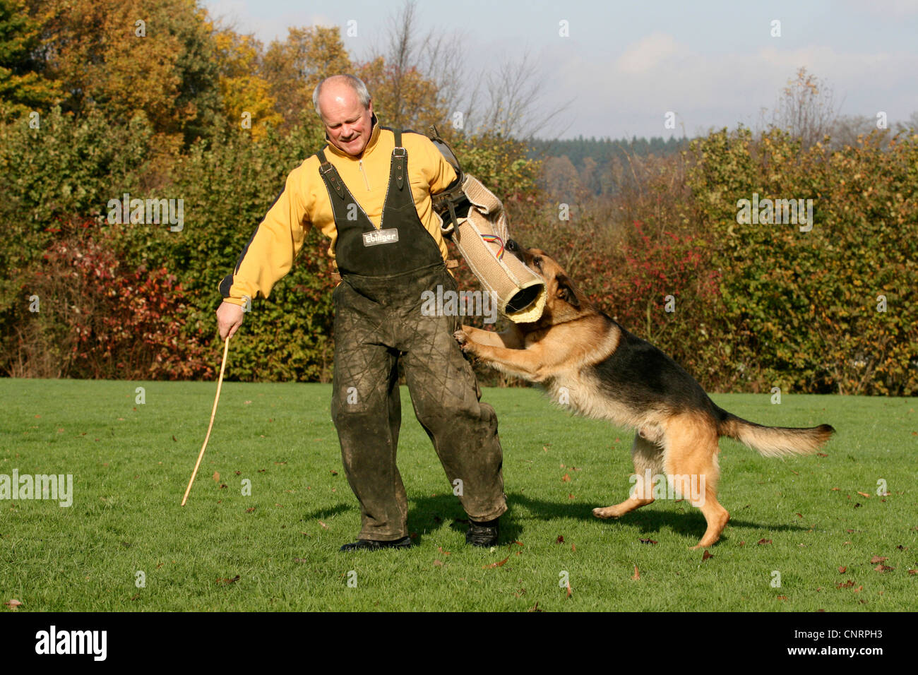 German Shepherd Dog (Canis lupus f. familiaris), biting into the arm of his instructor at the protection dog training Stock Photo