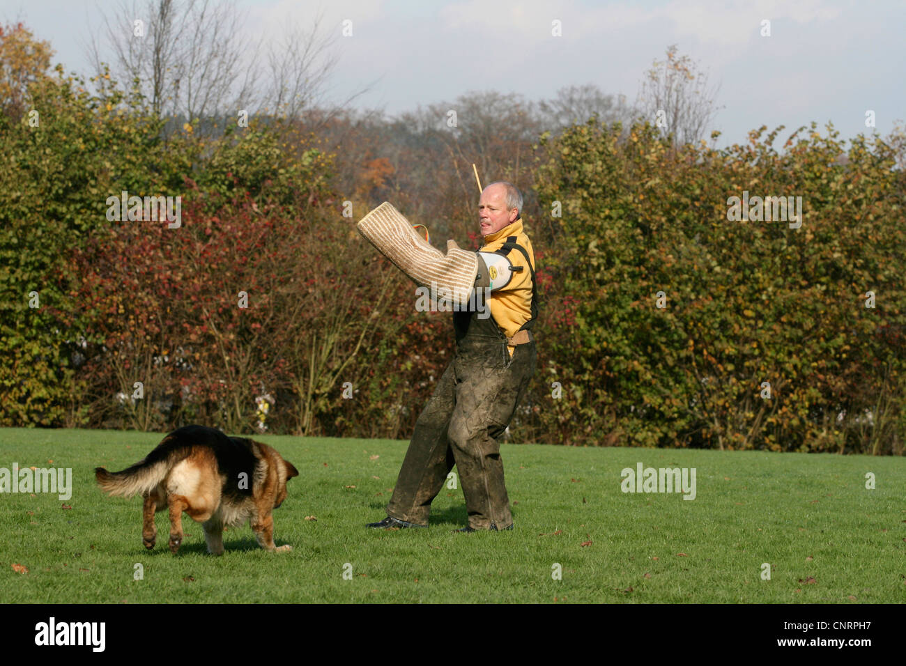 German Shepherd Dog (Canis lupus f. familiaris), facing up to his instructor at the protection dog education Stock Photo