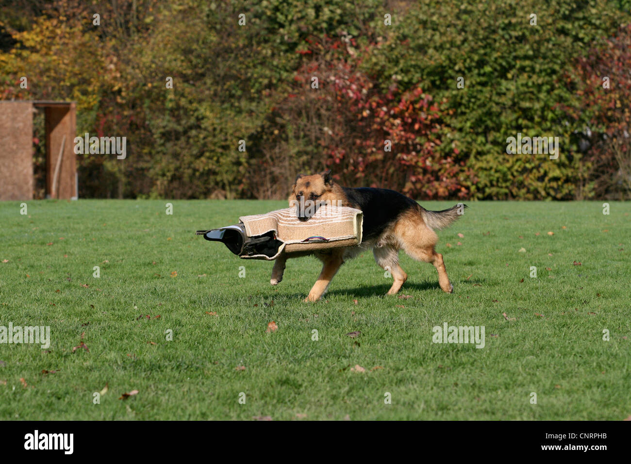 German Shepherd Dog (Canis lupus f. familiaris), running with a protective sleeve across a meadow Stock Photo