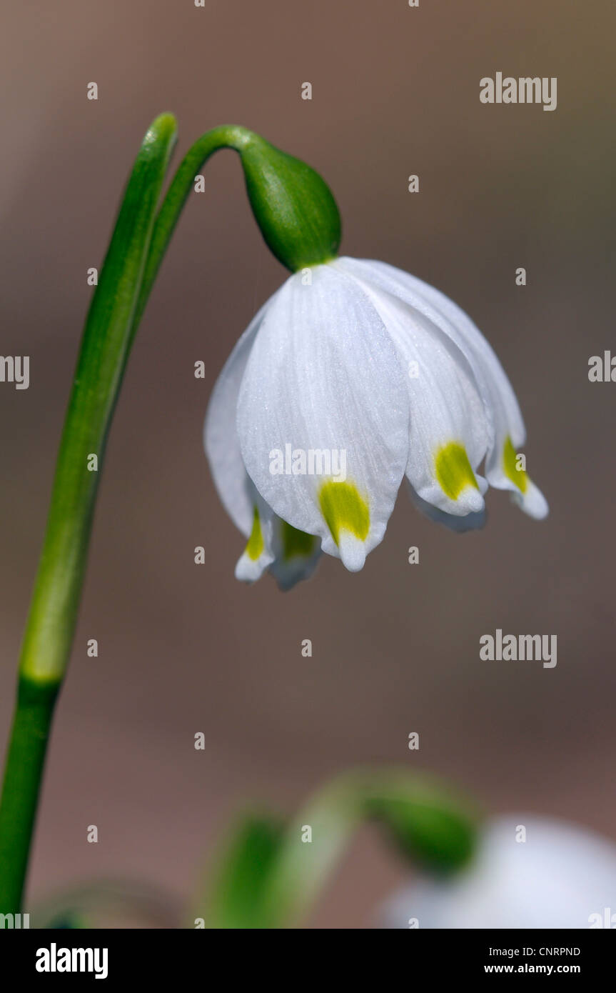 spring snowflake (Leucojum vernum), flower Stock Photo - Alamy