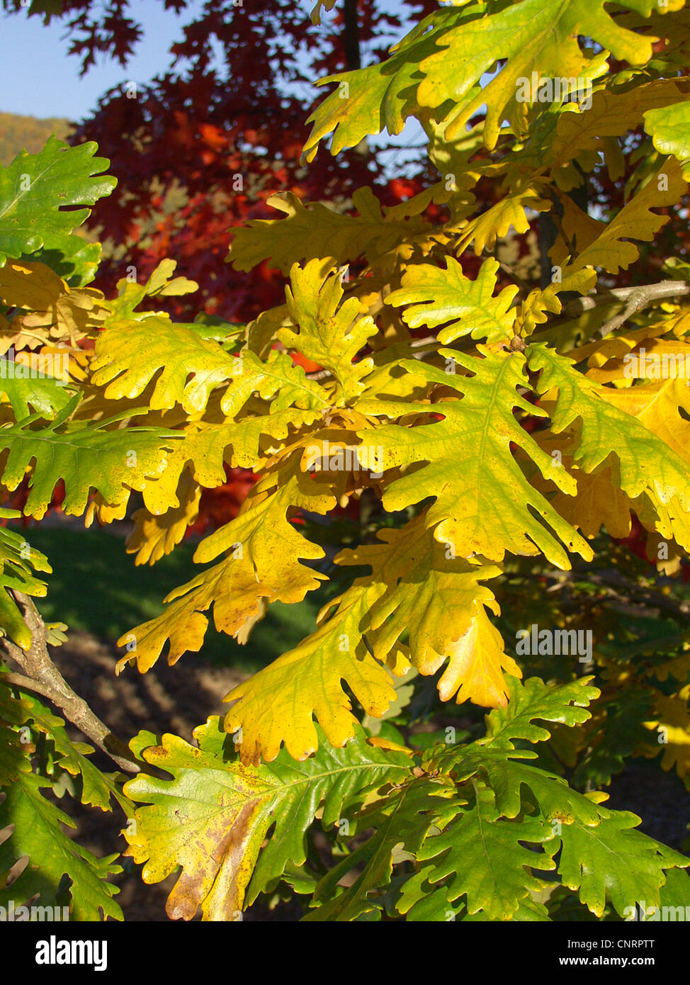 hungarian oak (Quercus frainetto), in autumn colouration Stock Photo