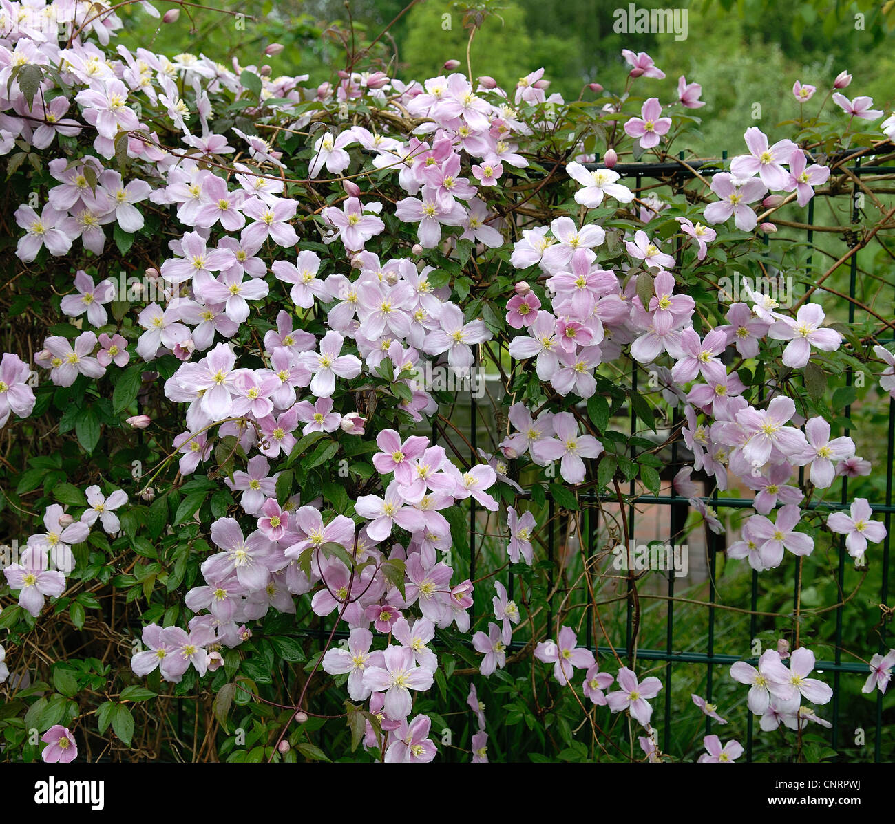 virgin-bower (Clematis montana), cultivar 'Tetrarose' Stock Photo