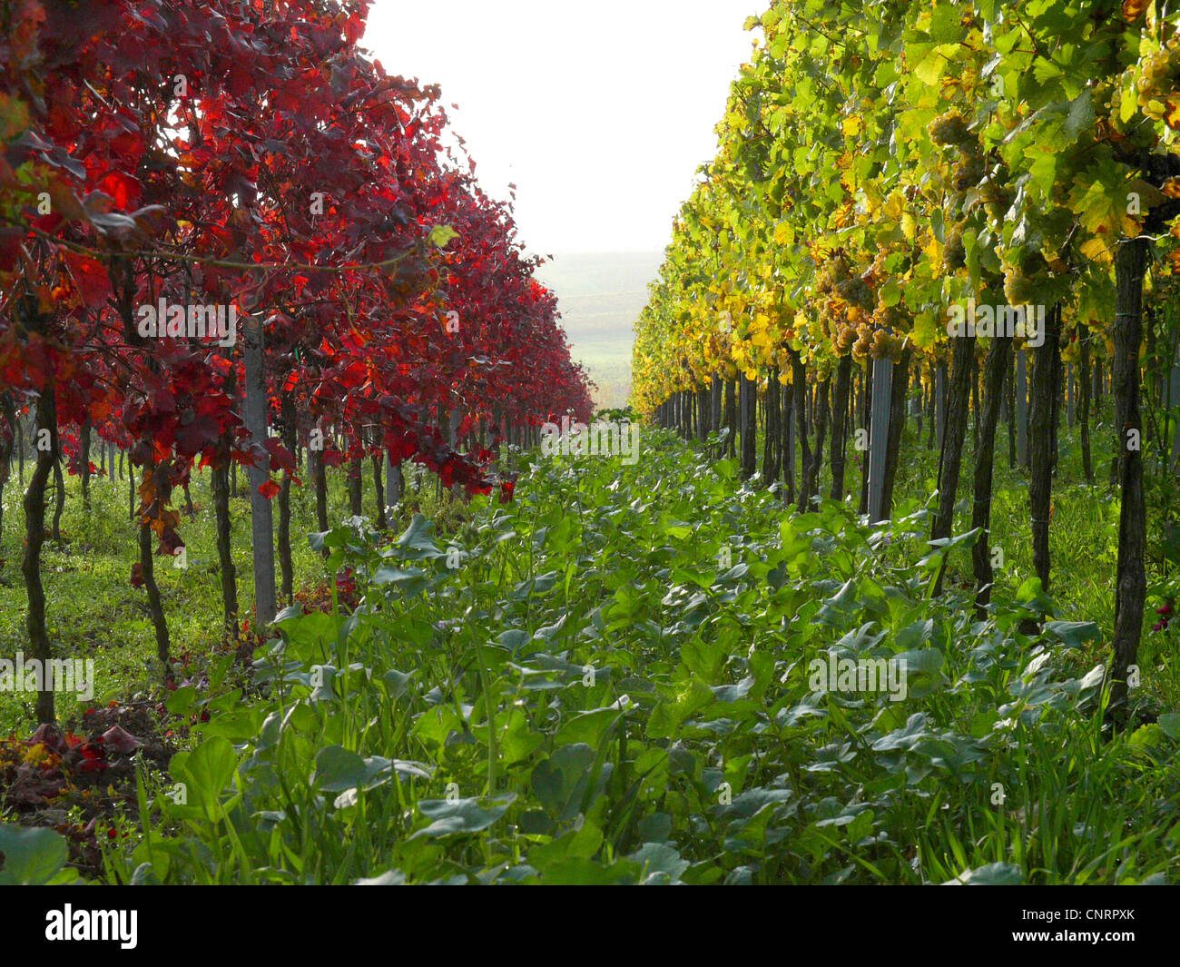 grape-vine, vine (Vitis vinifera), grapevines in autumn, Germany, Rhineland-Palatinate Stock Photo
