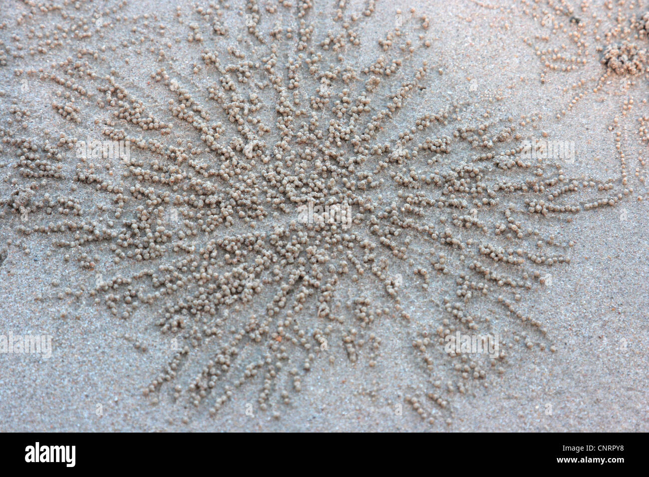 Sand Bubbler Crab, balls of sand around a den, Thailand, Phuket, Khao