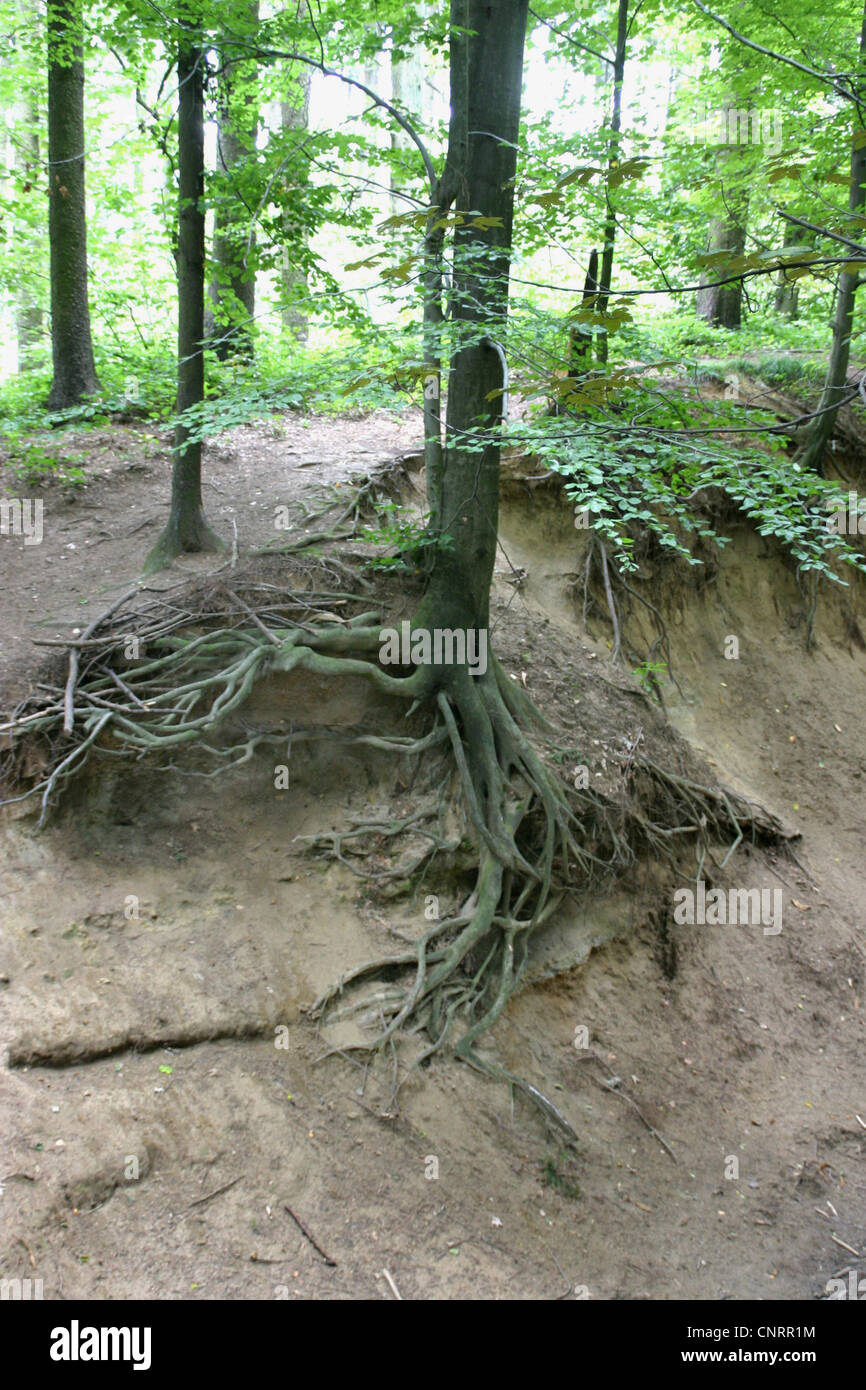 Soil layers plant roots hi-res stock photography and images - Alamy
