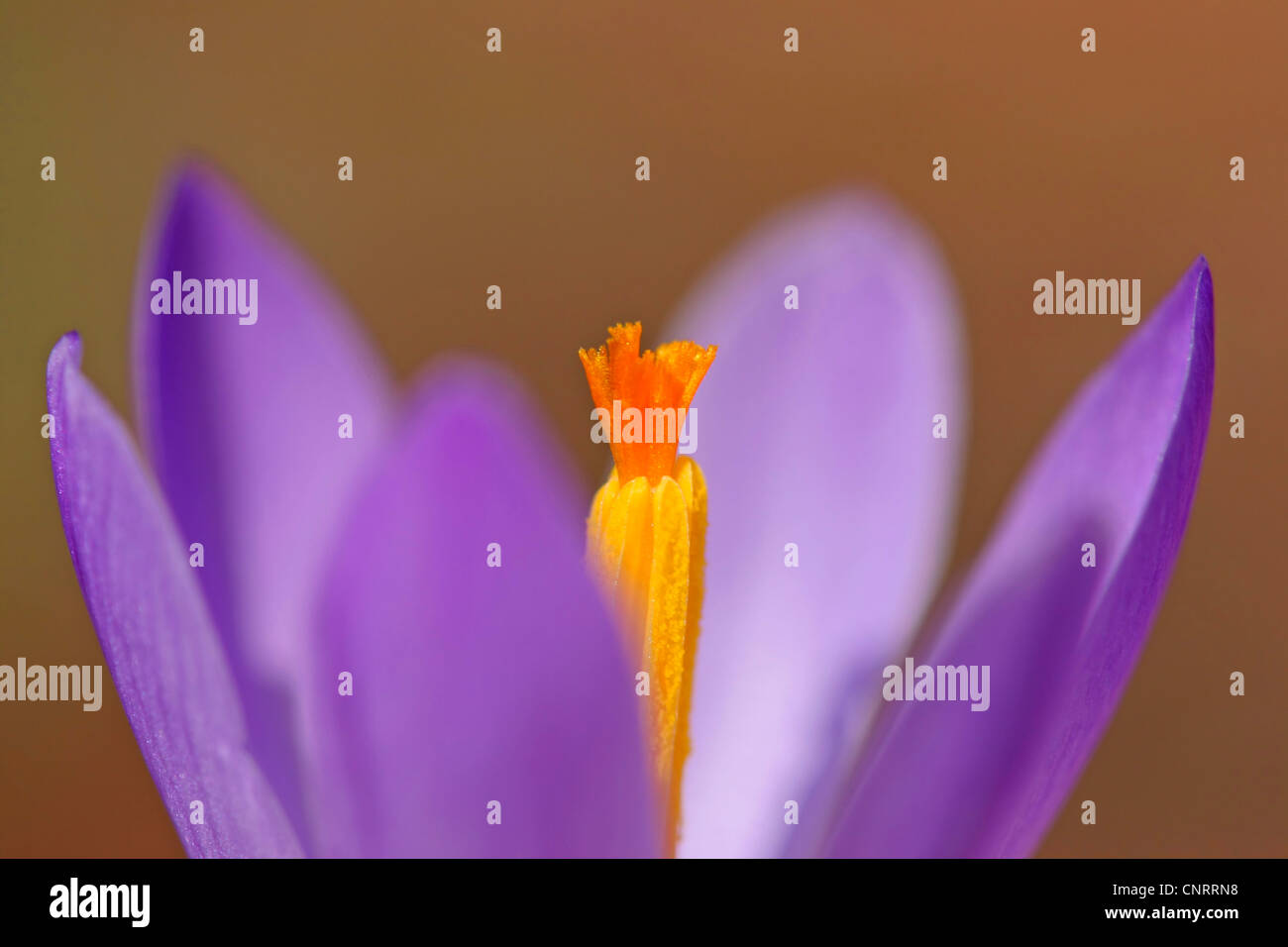 crocus (Crocus spec.), blooming Stock Photo