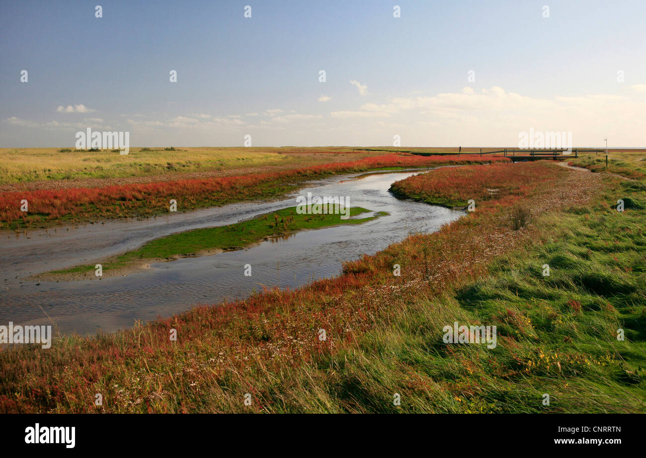 common glasswort (Salicornia europaea), tideway in autumn, Germany, Lower Saxony, Ostfriesische Inseln, Borkum Stock Photo