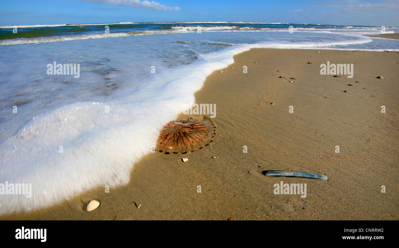 compass jellyfish, redbanded jellyfish (Chrysaora hysoscella), on the beach, Germany, Lower
