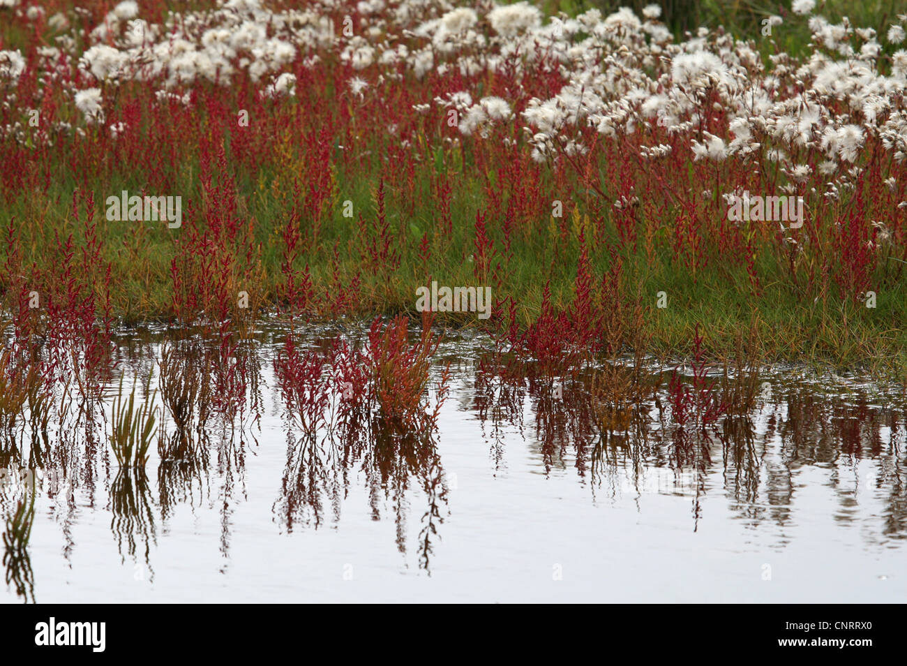 common glasswort (Salicornia europaea), autumn at the tide way, Germany, Lower Saxony, Borkum Stock Photo