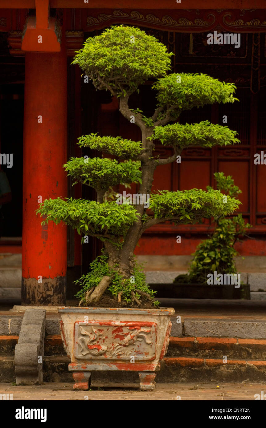 Premium Photo  Banzai tree in front of a bricks wall and a chinese window  in hanoï