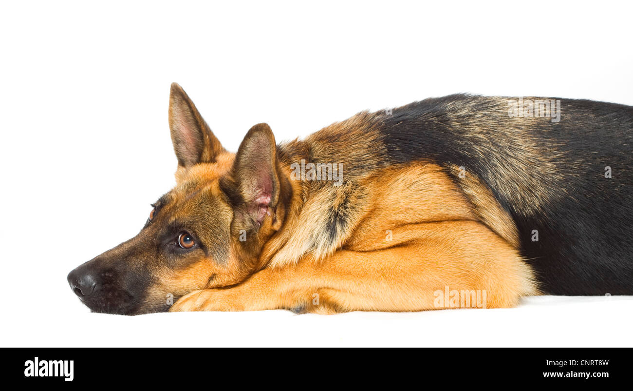 German Shepherd Dog (Canis lupus f. familiaris), lying on the ground Stock Photo Alamy