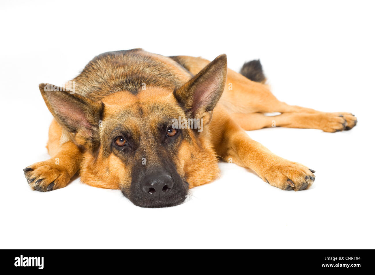 German Shepherd Dog (Canis lupus f. familiaris), lying Stock Photo Alamy