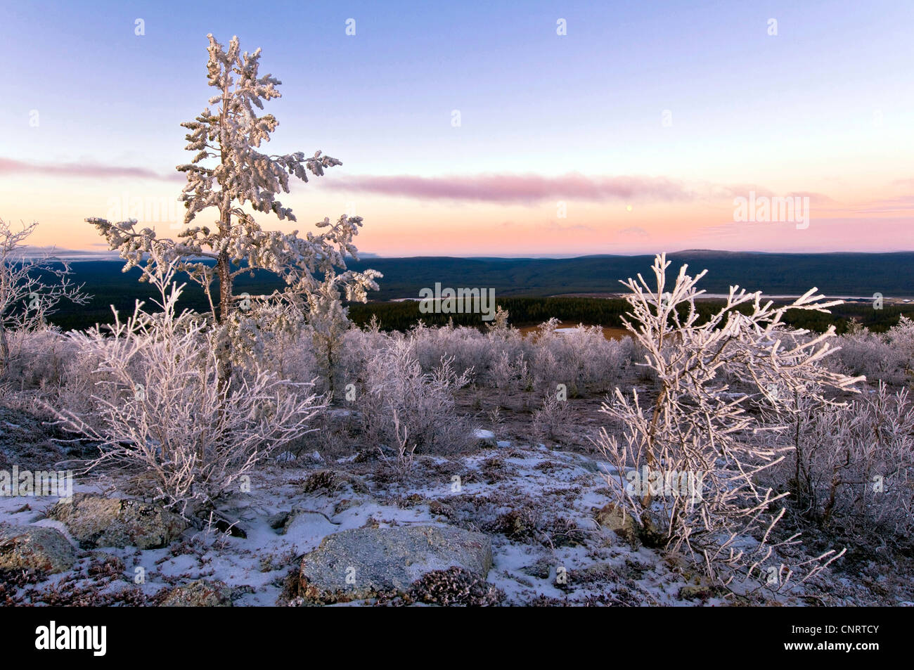 trees and shrubs with hoar frost, Sweden, Lapland, Gaellivare Stock Photo