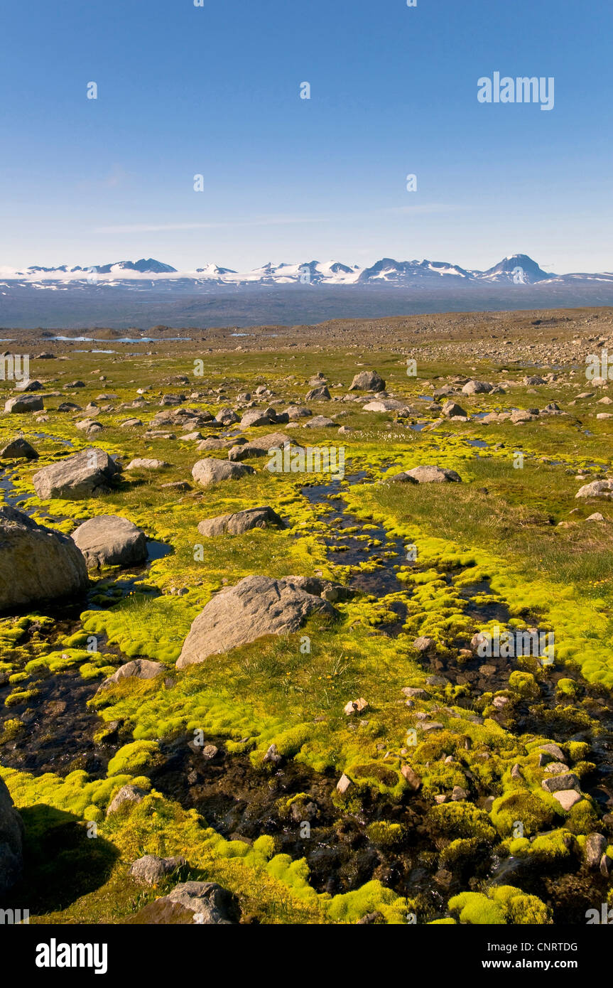 view from Stora Sjoefallet National Park to the summits of Sarek Nationa Park and the Akkamassif, Sweden, Lapland Stock Photo