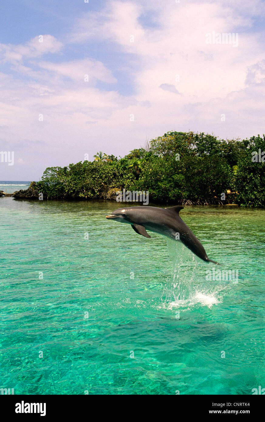 Dolphin at Anthony's Key Resort in Roatan. Stock Photo