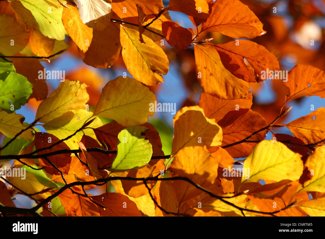 common beech (Fagus sylvatica), autumn leaves, Germany Stock Photo