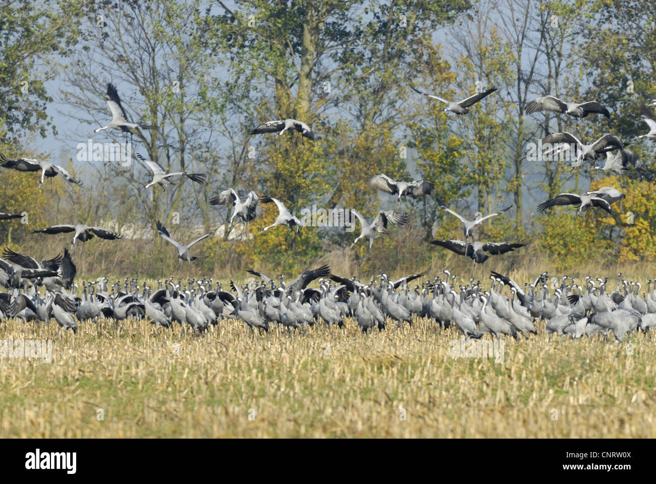 common crane (Grus grus), crans rest on harvested corn field, Germany, Mecklenburg-Western Pomerania, bei Guenz Stock Photo