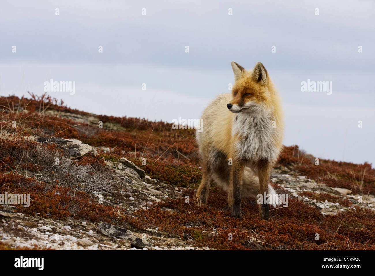 red fox (Vulpes vulpes), male with winter fur, Norway Stock Photo