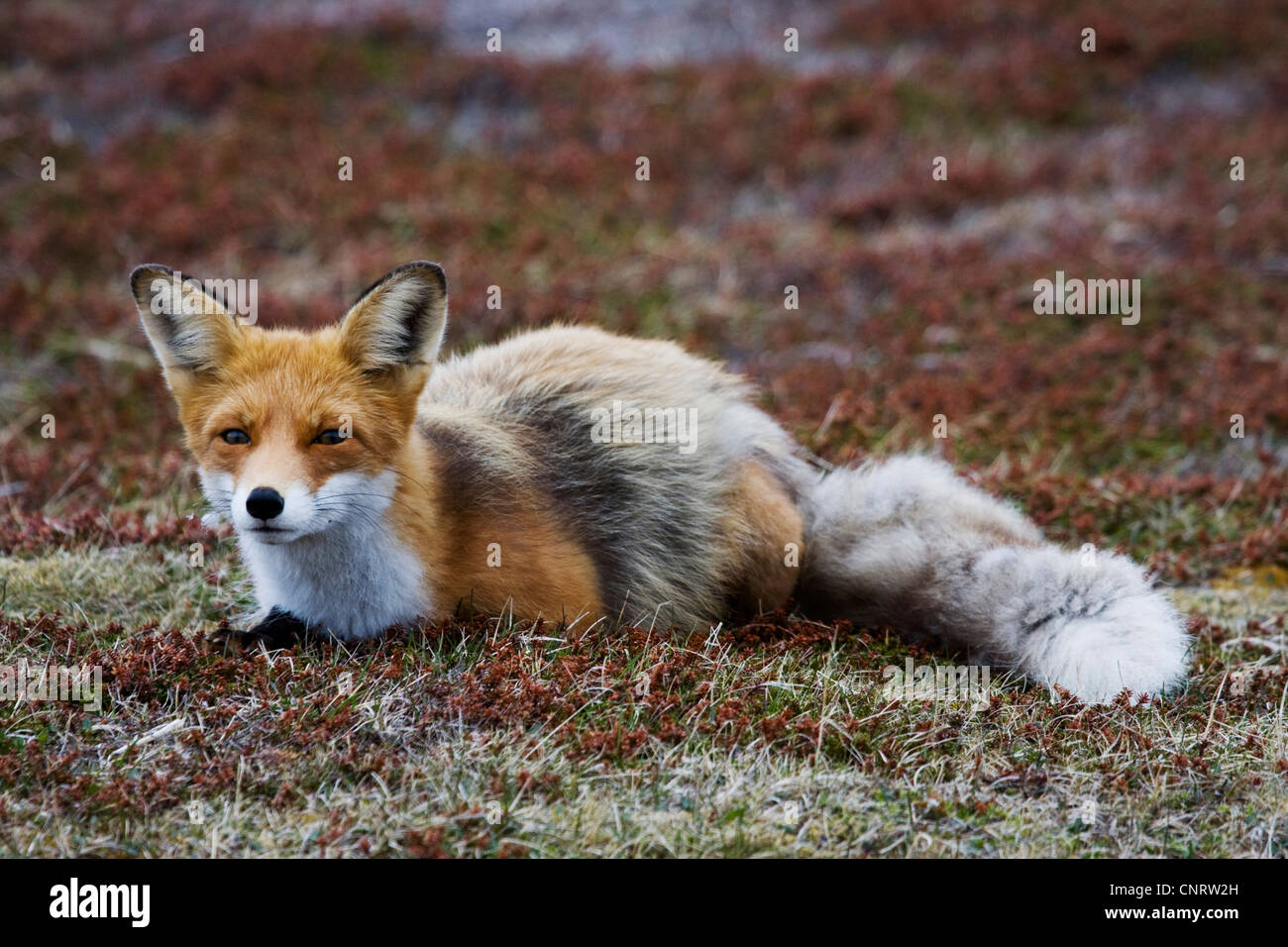 red fox (Vulpes vulpes), female changes the coat from winter fur to summer fur, Norway, Varanger Peninsula Stock Photo
