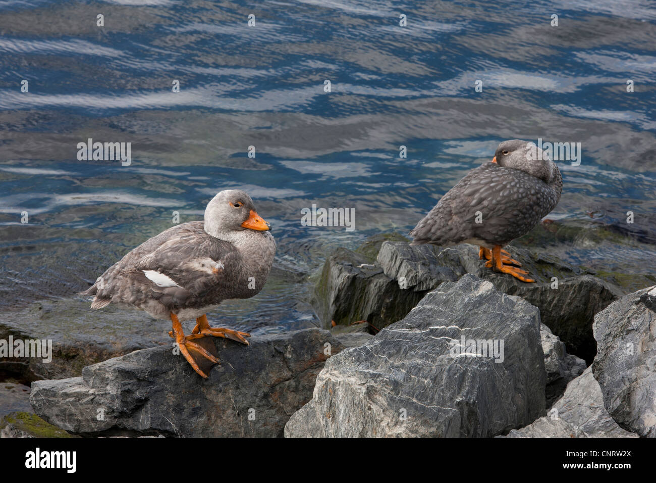 Flightless Steamer-Duck (Tachyeres pteneres), male and female resting in Ushuaia, Tierra del Fuego, Argentina. Stock Photo