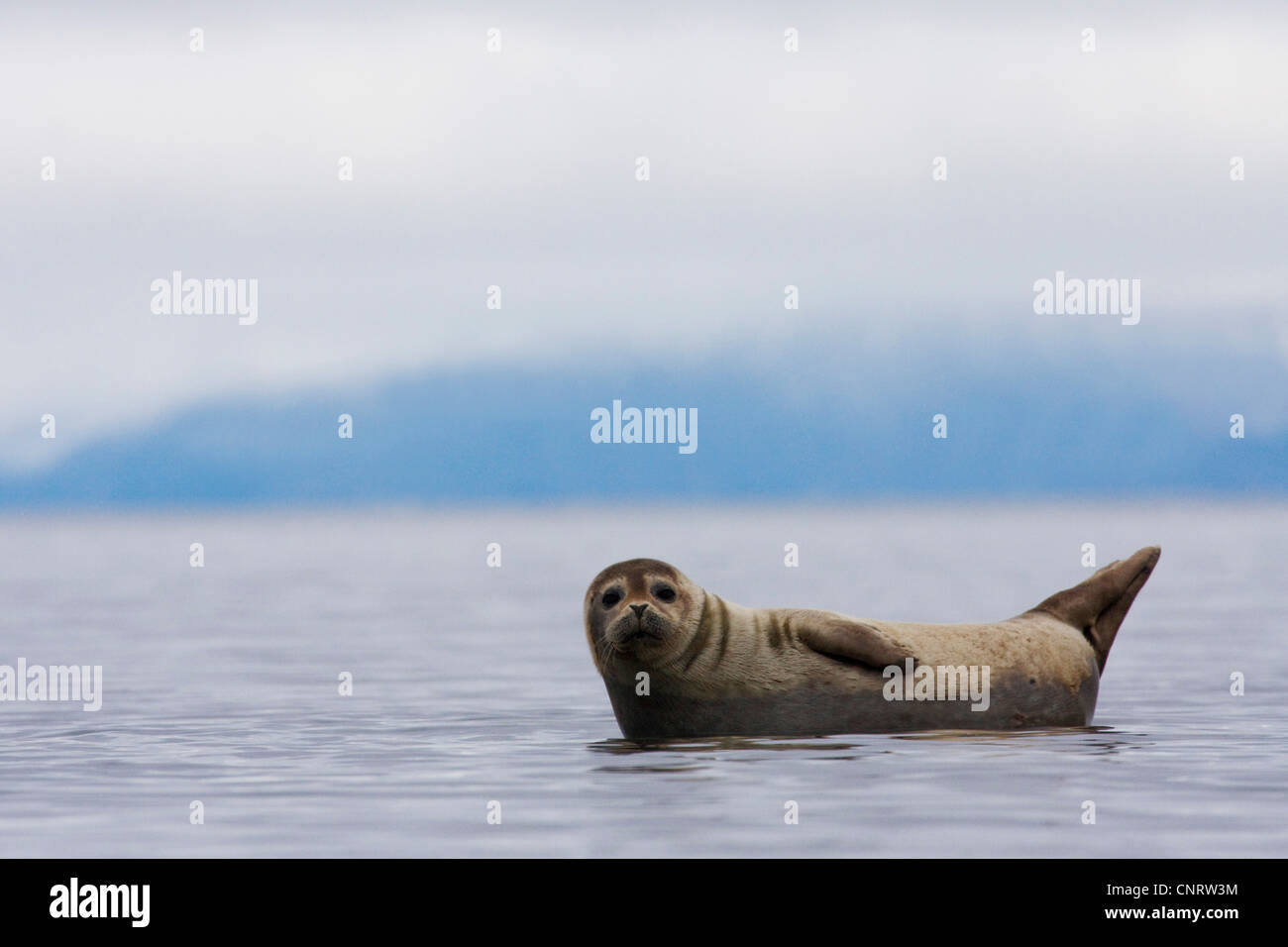 harbor seal, common seal (Phoca vitulina), seasl rests in the sea, Norway Stock Photo