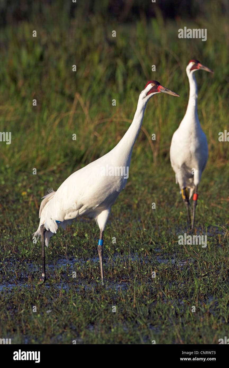 whooping crane (Grus americana), two individuals foraging in a swamp, USA, Florida Stock Photo