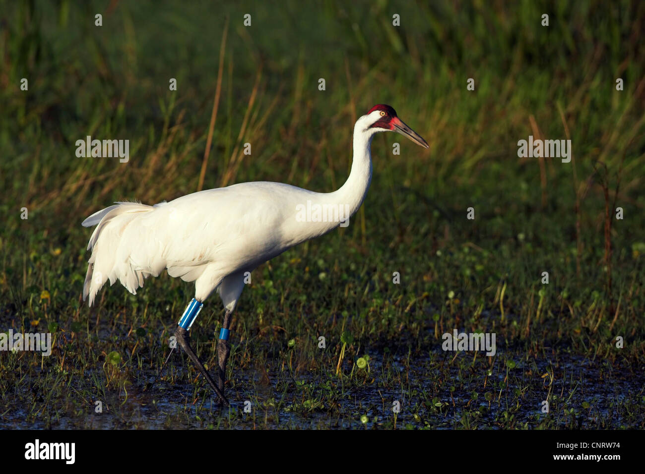 whooping crane (Grus americana), foraging in a swamp, USA, Florida Stock Photo Alamy