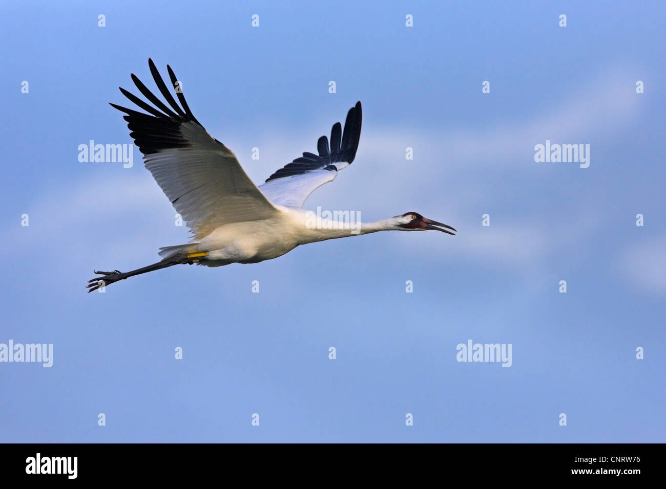 whooping crane (Grus americana), flying, USA, Florida Stock Photo Alamy